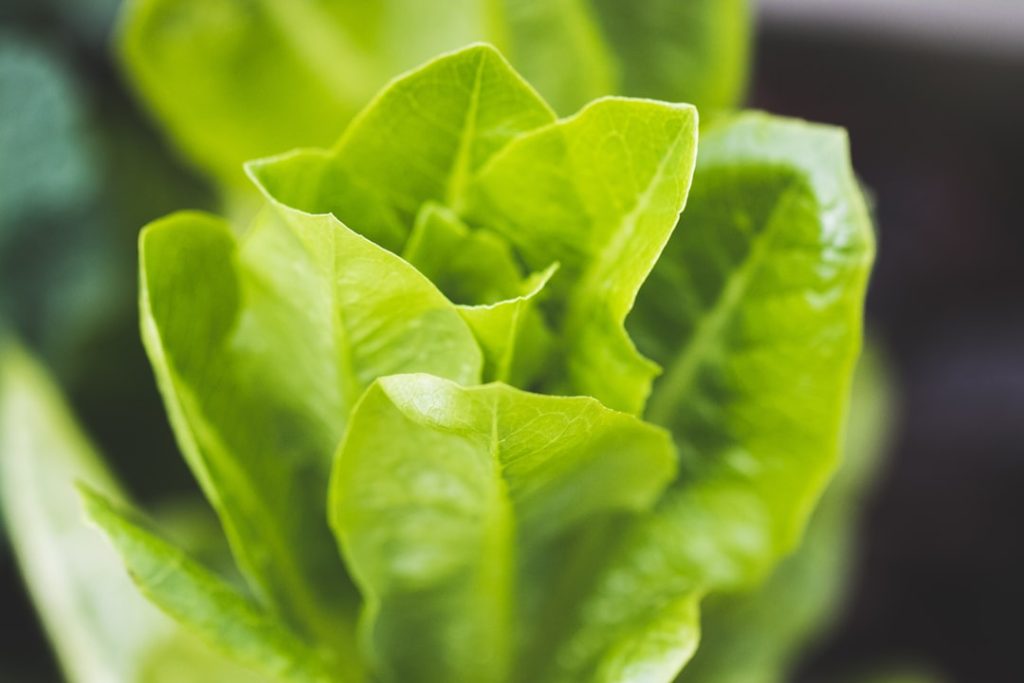 Photo Romaine lettuce